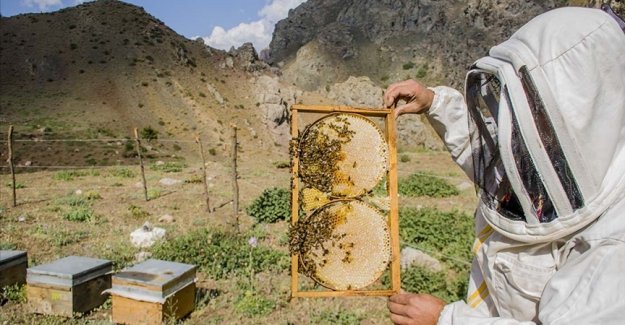 Üreticilerden çam balı için acil eylem planı talebi