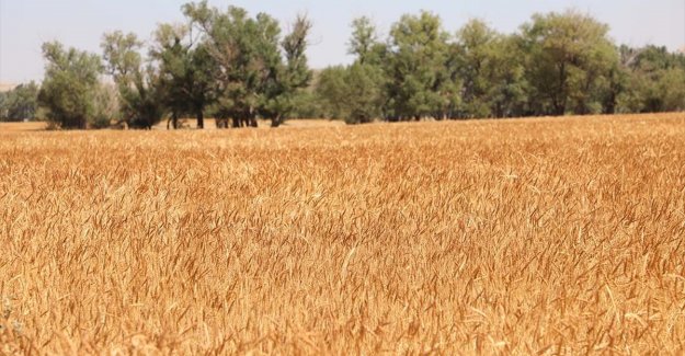Buğday fiyatları, Rusya'nın Ukrayna'yı işgaliyle 9,5 yılın zirvesine yükseldi