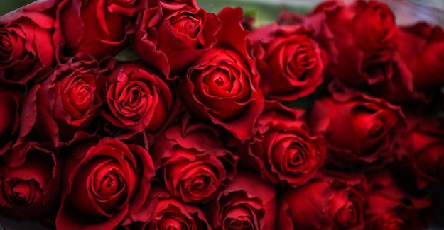 Sevgililer Günü'nün sembolü kırmızı güller 14 Şubat'ta 25-50 liradan satışa sunulacak