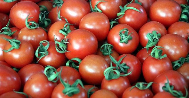 Türkiye 2023'e kadar domatesten 1 milyar dolar gelir hedefliyor