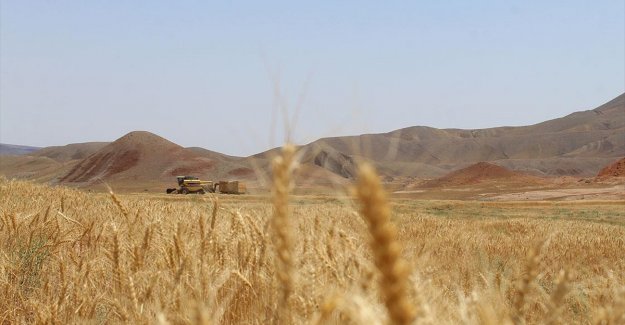 Türkiye'nin hasat sezonuna kadar yeterli buğdayı bulunuyor