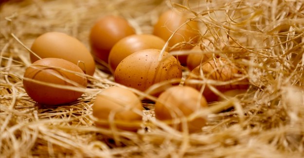 Yumurta ihracatçıları gözünü Afrika, Asya ve AB pazarlarına dikti