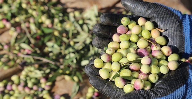 Zeytin ve zeytinyağında 5 yıl içinde 1 milyar dolar ihracat hedefi