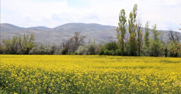 Almanya'da ve Trakya'da gördüğü kanolayı memleketinde ekti