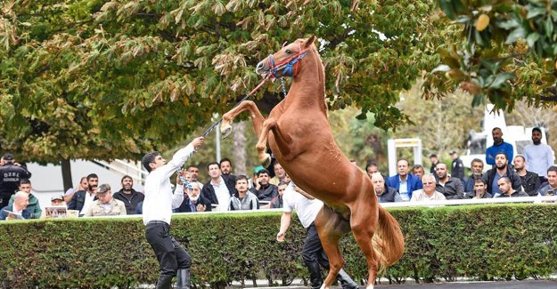 TİGEM bu yıl 280 tayın satışını gerçekleştirecek