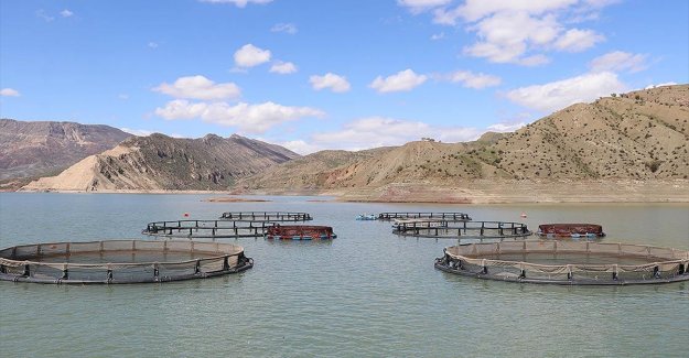 Alkumru Baraj Gölü'nde kafeslerde yılda 200 ton alabalık yetiştiriliyor