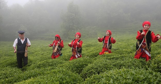 Giresun'da çay hasadı etkinliği düzenlendi