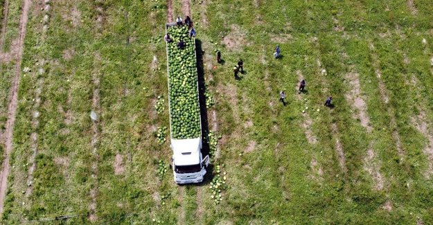 Tarsus'ta 200 bin ton karpuz, 50 bin ton kavun rekoltesi bekleniyor