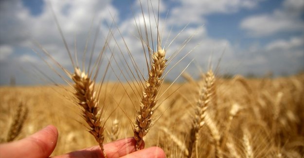 Toprak Mahsulleri Ofisi, 2022 hububat alım detaylarını belirledi