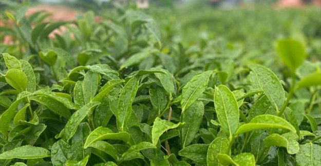 ÇAYKUR üreticiden 10 günde 3 bin 668 ton yaş çay aldı