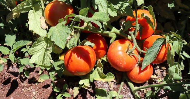 Kilis'te bu sezon domates verimi yüksek