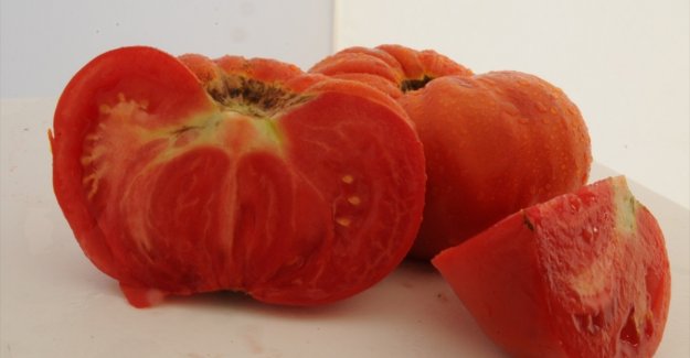 Safranbolu 'maniye' domatesi coğrafi işaretle tescillendi