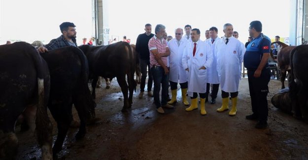 TARIM VE ORMAN BAKAN YARDIMCISI PAKDİL: "KURBANLIK SAYISI AÇISINDAN SIKINTI YOK"