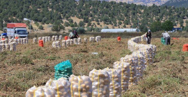 Her mevsim patates yetiştirilebilen Muğla'da hedef, üretimi ve çeşitliliği artırmak