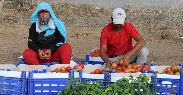 Muğla Datça'da güz domatesi hasadına başlandı