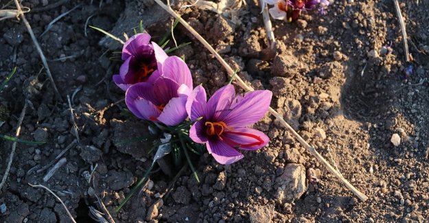 Yozgat'ta 5 dekar alanda deneme ekimi yapılan safranın hasadına başlandı
