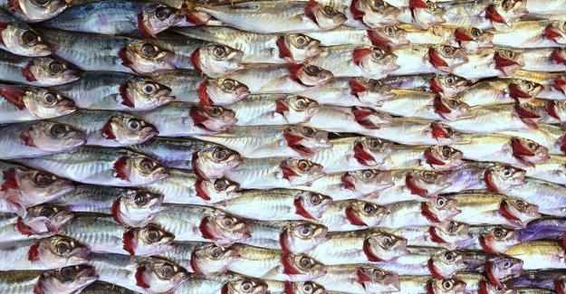 Doğu Karadeniz'in su ürünleri ihracat geliri 11 ayda yüzde 27 arttı