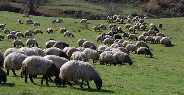 Tarım ve Orman Bakanlığı 8 yılda 400 milyon liralık çoban desteği verdi