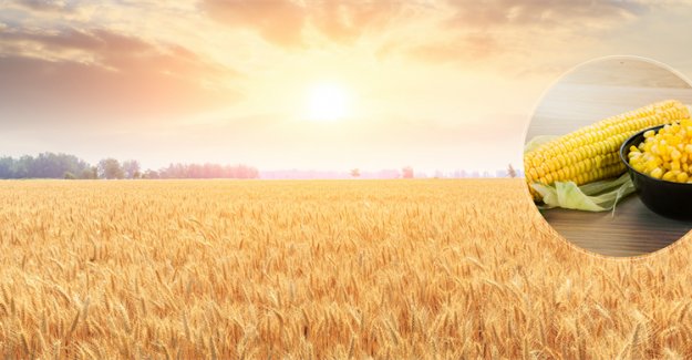 1 MİLYAR 221 MİLYON LİRALIK DESTEKLEME ÖDEMESİ BUGÜN HESAPLARA AKTARILIYOR