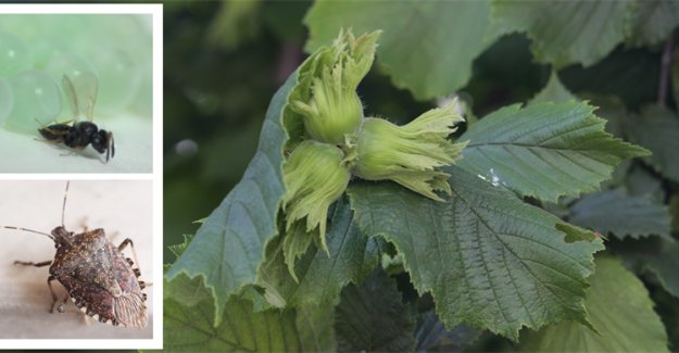 Kahverengi Kokarcayla Mücadele İçin 207 Bin "Samuray Arısı" Salımı Yapıldı