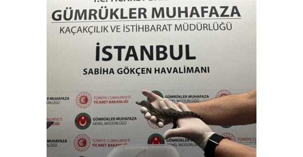 Ticaret Bakanlığı Gümrük Muhafaza Ekipleri Canlı Hayvan Kaçakçılığına Engel Oldu!