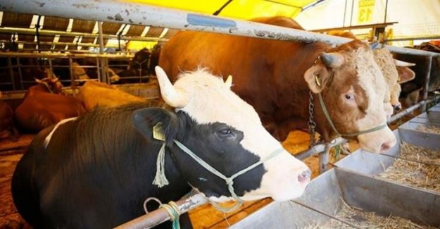 Şap Hastalığı Nedeniyle Kapatılan 14 İlde Daha Hayvan Pazarları Yeniden Açıldı