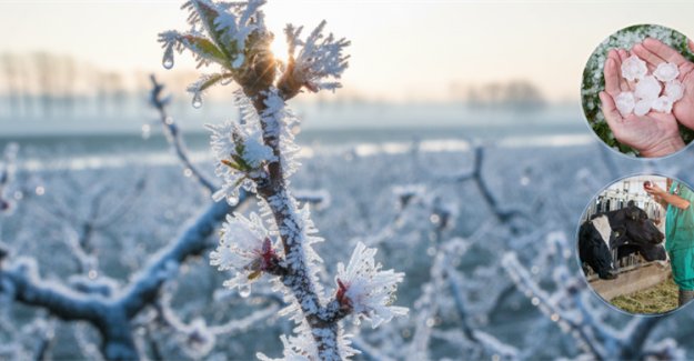 Tarım Sigortaları Kapsamında Ekimde Üreticilere 11,6 Milyar Lira Hasar Tazminatı Ödendi