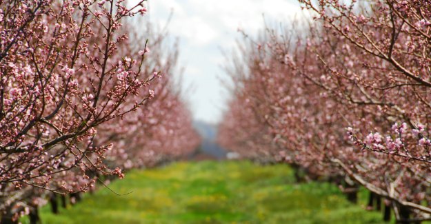 Bakan Yumaklı: “Meyve Ve Sebzelerde Don Riskine Karşı Kapsamı Genişletiyoruz”