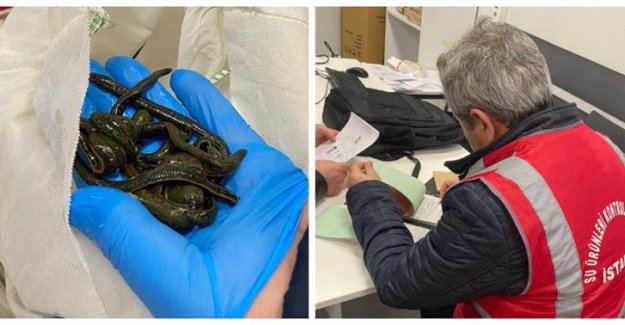 İstanbul Havalimanı’nda Yaklaşık 200 Bin Adet Tıbbi Sülük Ele Geçirildi