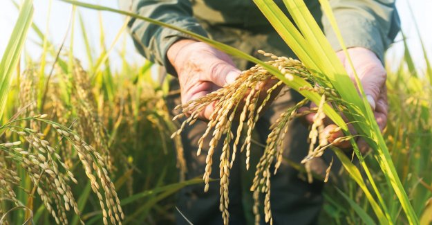 TMO Çeltik Alım Fiyatları Açıklandı