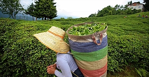 Çay üreticilerine 303 milyon 717...