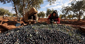 Antep fıstığı hasadını tamamlayan çiftçiler zeytin mesaisinde