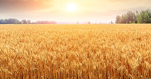 Bakan Yumaklı: “Ülkemizin Gıda İhtiyacında Herhangi Bir Risk Oluşması Söz Konusu Değildir”