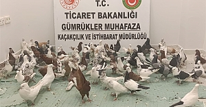 Ticaret Bakanlığı Gümrükler Muhafaza Ekipleri, 85 Adet “Cancan” Cinsi Güvercin Yakalaması Gerçekleştirdi