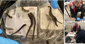 İstanbul Havalimanı’nda 5 Bin Adet Tıbbi Sülük Ele Geçirildi