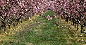 Tarım Sigortası Bulunmayan Çiftçi Kayıt Sistemi’ne Kayıtlı Üreticilere 707 Milyon 112 Bin Lira Aktarıldı