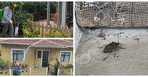 Kahverengi Kokarca İle Mücadelemiz Aralıksız Sürüyor