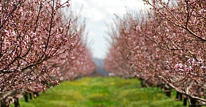 Bakan Yumaklı: “Meyve Ve Sebzelerde Don Riskine Karşı Kapsamı Genişletiyoruz”