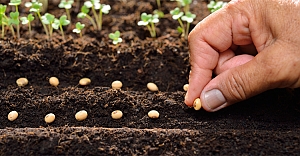 Bakan Yumaklı, Sertifikalı Tohum Üretimi Ve İhracatında Yükselişin Sürdüğünü Bildirdi