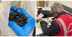 İstanbul Havalimanı’nda Yaklaşık 200 Bin Adet Tıbbi Sülük Ele Geçirildi