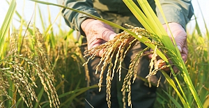 TMO Çeltik Alım Fiyatları Açıklandı