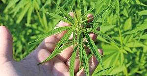 Uyuşturucu Etkisi Olmayacak Oranda Kişisel Bakım Ürünleri ve Destek Ürünleri Üretimi Amaçlı Kenevir Yetiştiriciliği Başvuru Duyurusu