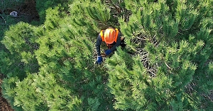 Orman Genel Müdürlüğü 2 bin 83 işçi alımı yapacak