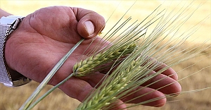 Kuraklığa dayanıklı arpa sağladığı verimle çiftçiyi sevindirdi