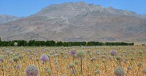 Tunceli'de 2 bin rakımda yetişen 'dağ sarımsağı' kadınların iş kapısı oldu