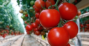 Türkiye'nin domates ihracatı yılın ilk yarısında yüzde 12 arttı