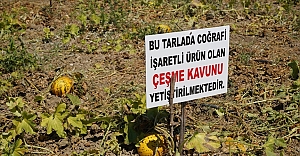 Çeşme kavunu, coğrafi işaret tescili aldı