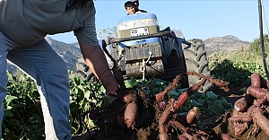 Muğla'da hasadına başlanan mor patates verimi ve fiyatıyla üreticiyi sevindirdi