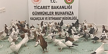 Ticaret Bakanlığı Gümrükler Muhafaza Ekipleri, 85 Adet “Cancan” Cinsi Güvercin Yakalaması Gerçekleştirdi