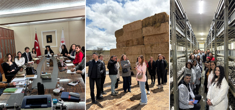 Geçtiğimiz yıl örtü altı ve bağ ürünlerinde yürütülen entegre mücadele